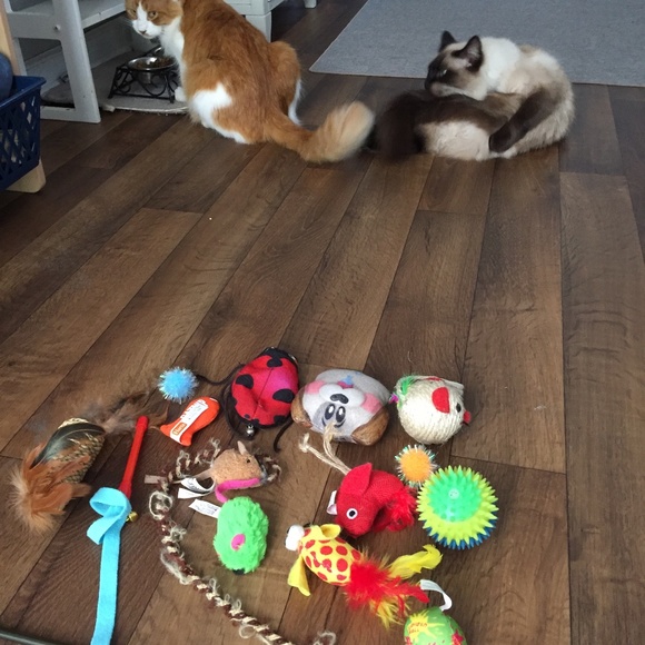 Random Cat Toys - Picture 8 of 8